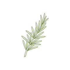 Fototapeta premium Hand drawn illustration of a rosemary sprig with needle like leaves for culinary, herbal, or garden themed projects.