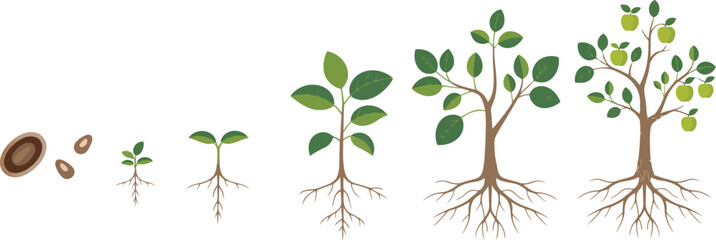 Obraz premium Plant development life cycle of vector illustration.