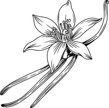 Vanilla flower and pods hand drawn sketch illustration, botanical line art orchid spice orchid plant element
