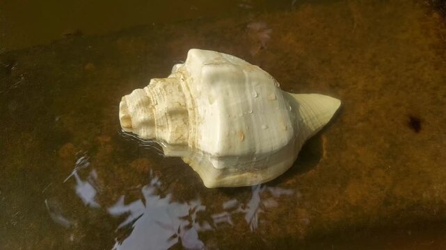 Exotic Conch Shell on Sandy Beach Shore | 4K Tropical Footage