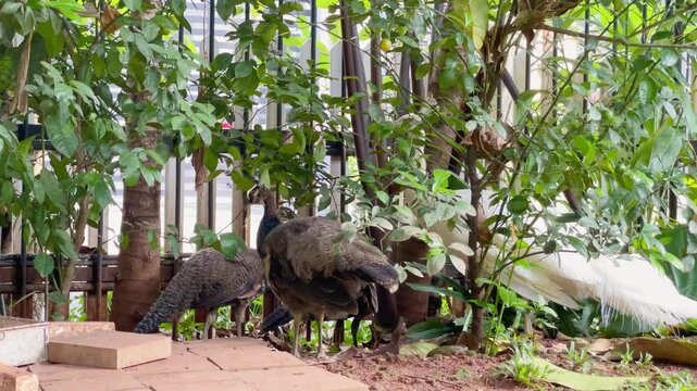 a group of wading bird hiding in the bushes, indian peafowls standing in cool place, wild bird behaviour footage
