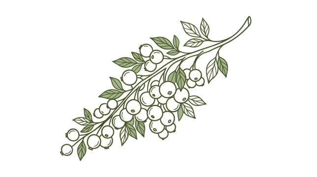 Branch with white berries and green foliage leaves.