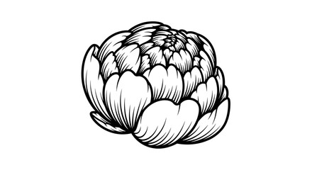 Fototapeta premium Black and white peony bud line drawing.