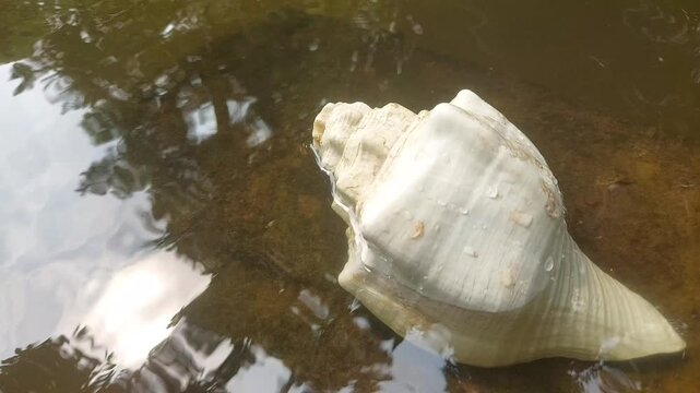 Marine Sea Shell Resting on Beach Coastline | 4K Nature Stock Video