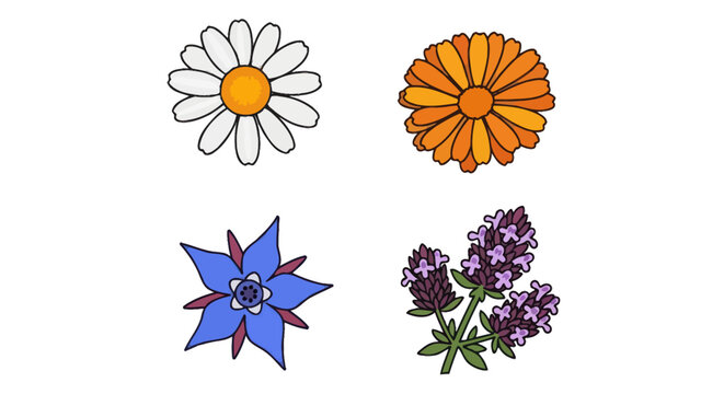 Garden flower set with daisy, marigold, and borage.
