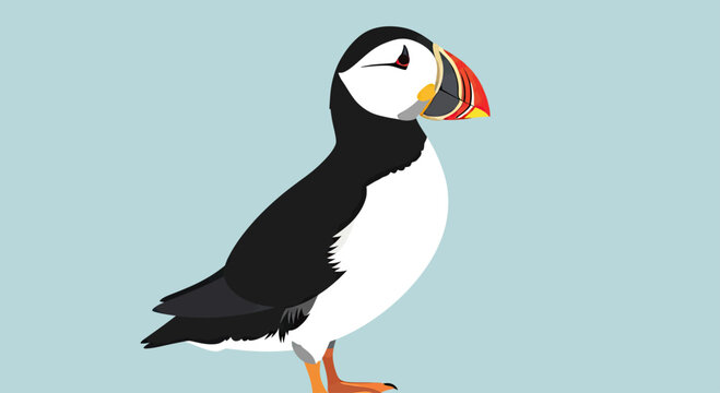 Atlantic puffin illustration on pale teal background.