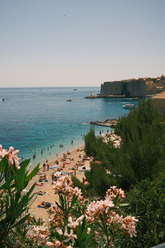 nje Beach in Dubrovnik Framed by Pink Oleander Flowers