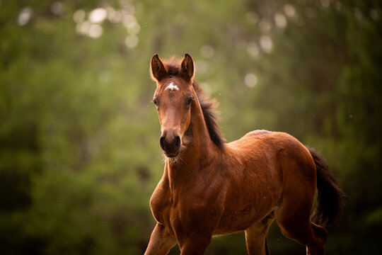 Young brown foal looks directly at the camera