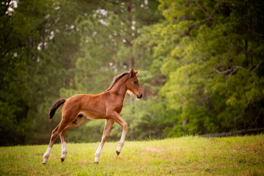 Young bay foal trotting across a green pasture