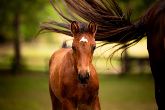 Curious brown foal looks forward under a swishing tail