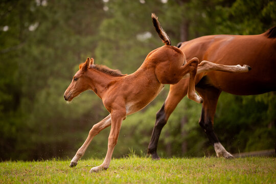 Young foal kicks its heels up playfully