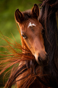 Young horse foal peeking from its mothers mane