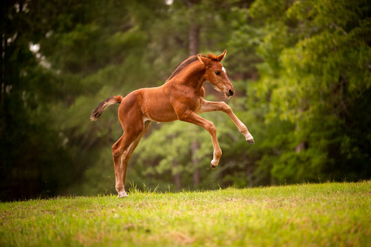 A playful brown foal leaps in a grassy meadow