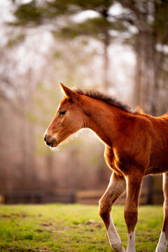 Young chestnut foal walking in a green pasture