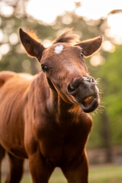 Funny young horse making a silly face