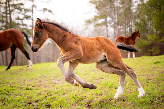 Newborn foal kicks its heels up in a spring pasture