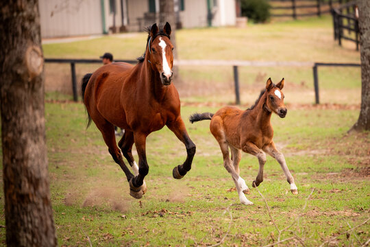 Mare and foal running together in pasture