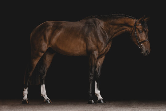 Elegant bay horse with braided mane posing in studio