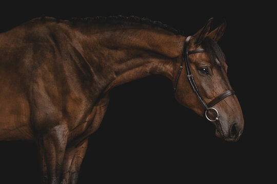 Beautiful muscular bay horse with a braided mane