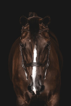 Elegant brown horse portrait on black background