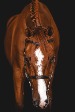 Elegant chestnut horse with braided mane on black