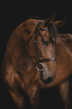 Elegant brown horse wearing a leather bridle