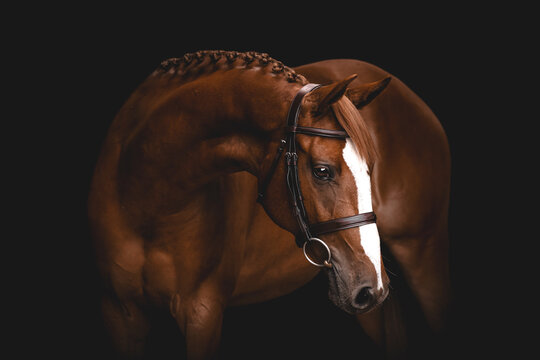 Stunning chestnut horse portrait with braided mane