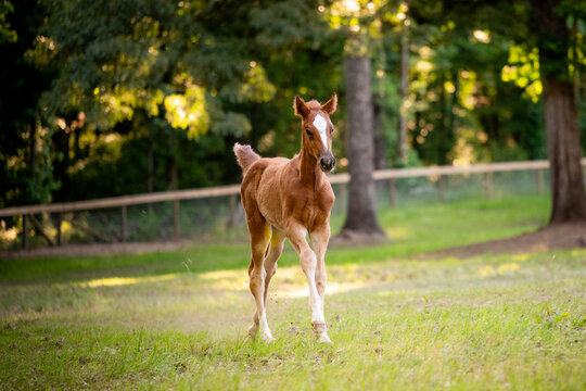 Cute chestnut foal trotting in a green pasture