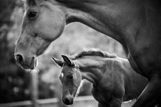 A mare watching over her young foal