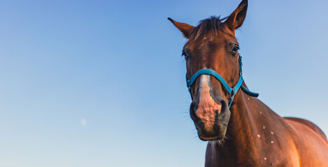 Brown horse with blue halter stands against clear sky. © Anton Dios