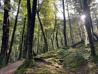 Fototapeta premium Sunlight Filtering Through Mossy Beech Forest Trees in New Zealand
