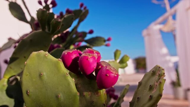 Close-up of a green prickly pear cactus with vibrant pink fruits basking in the sun. A traditional white building from puglia is visible