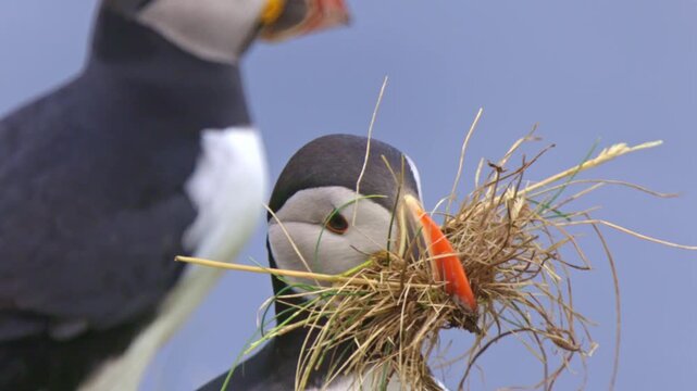 Puffins are seabirds that feed primarily by diving in the water. Coastal cliffs or offshore islands are the locations where they are largely found nesting in crevices among rocks or soil burrows