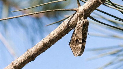 Fototapeta premium Brown moth hanging on twig, it's camouflage looks like broken twig. 