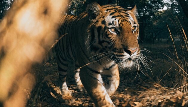Slow motion of Camouflaged Bengal Tiger Close Up in the forest of Central India.

