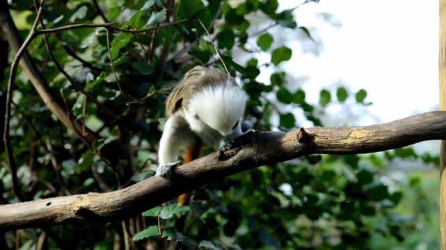 Curious monkey exploring a branch in the lush greenery