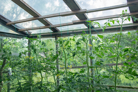 High Tomato Bushes with Yellow Flowers are Tied from Above to Roof inside Glass Greenhouse. Indeterminate Plants are Supported with Green Ties to Wooden Ceiling Slats. Summer Day Farming Concept