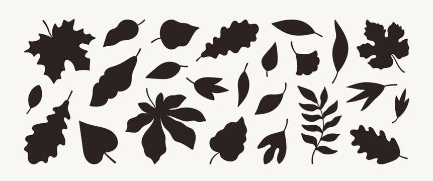Collection of autumn leaves black silhouette. Fall leaf maple,  rowan, oak, chestnut and different other plant. Harvest time. Forest nature. Vector flat illustration.