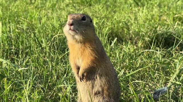 A ground squirrel calls out in a field, close-up portrait. 4K footage