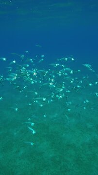 Vertical footage, School of Striped Mackerel swims with open mouths, filtering for plankton in column of turquoise water shines in bright rays of the sun, slow motion