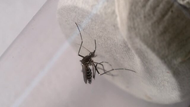 Disease Carrying Mosquito Resting in Profile With Leg Grooming Macro Close Up
