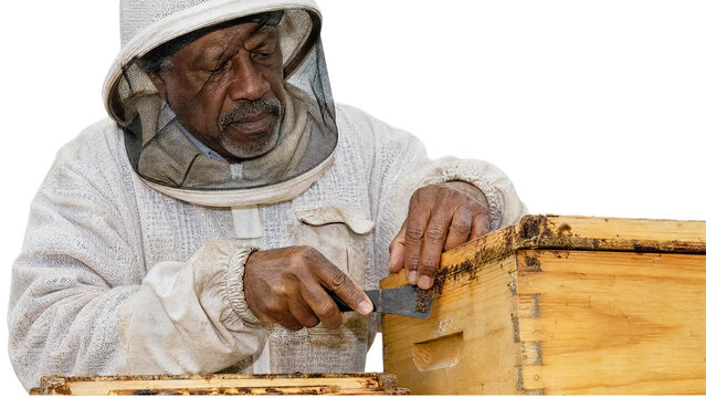 Professional Senior African American Beekeeper in Protective Suit Working on Hive Isolated on Transparent Background