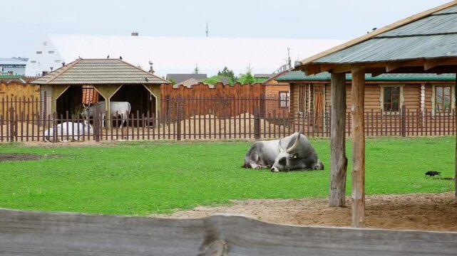 Light grey zebu cattle resting and standing in a fenced pasture with wooden shelters on a farm. High quality 4k footage.