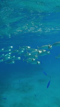 Vertical footage, Close-up of school of Mackerel filtering for plankton swimming with open mouths below surface in turquoise water, Slow motion of shoal Striped Mackerel, Rastrelliger kanagurta