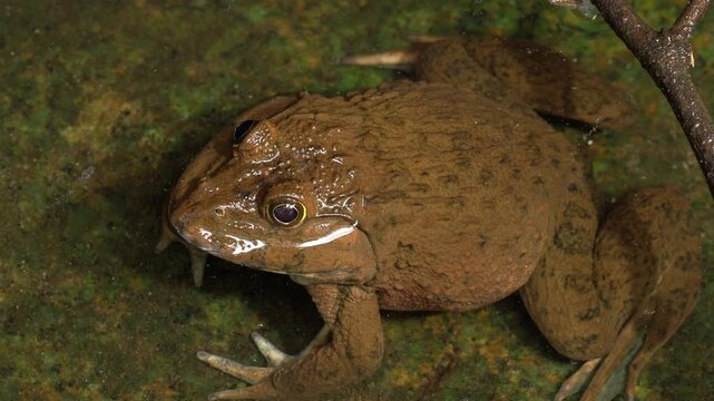 Large Limnonectes Fanged Frog Resting in Shallow Tropical Forest Stream