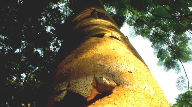camera tilt low angle view big tree with lush leave on the forest with morning light. Suitable for environment education content, green and earth day campaign