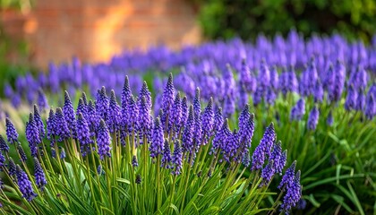 Obraz premium Blooming Lavender Flowers in a Summer Garden and Purple Field with Fragrant Herb Blossoms and Natural Floral Landscape in Provence