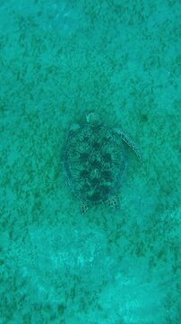Vertical footage, Top view of Sea Turtle grazing on sea floor, Slow motion of Great Green Sea Turtle, Chelonia mydas
