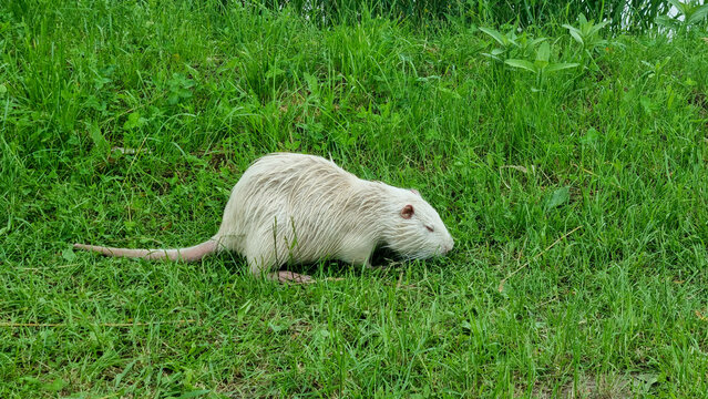 White nutria grazing on green grass in meadow. Wildlife animal photography. Rodent behavior and freshwater ecosystem concept