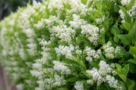 Dense privet hedge covered in clusters of tiny white flowers.